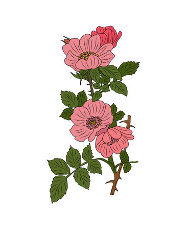 Hawthorn May birth month flower vector isolated.のイラスト素材