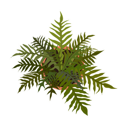 Fern palm house plant top view. Potted indoor plant colorful drawing for landscape, architectural, interior design. Vector realistic illustration isolated on white backgroundのイラスト素材