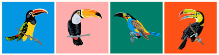 Set of Toucan Exotic birds realistic illustrationsのイラスト素材