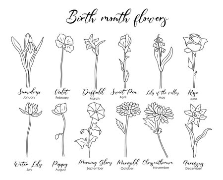Set of birth month flowers line art vector.のイラスト素材