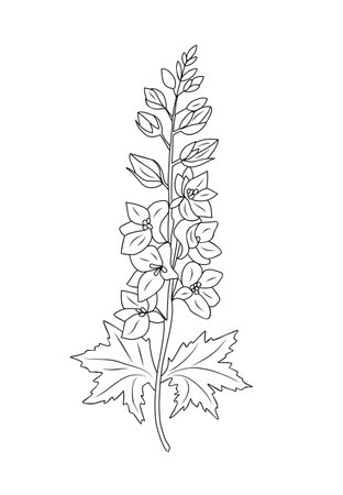 Larkspur flower line art vector drawing isolated.のイラスト素材