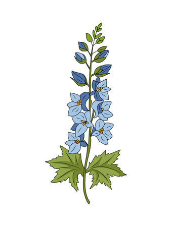 Larkspur flower colored vector line art isolated.のイラスト素材