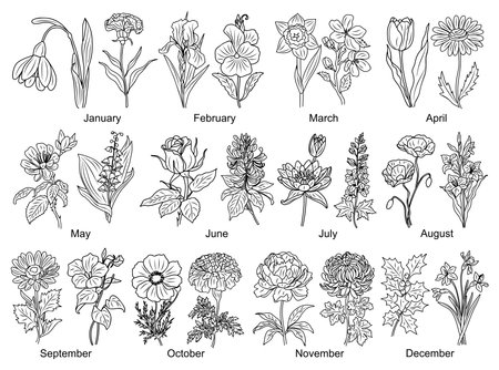Set of Birth month flowers line art vector illustrations. Snowdrop, Violet, Cherry Blossom, Water lily, poppy, morning glory, cosmos, chrysanthemum, rose outline drawings for tattoo,   wall art.のイラスト素材