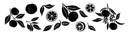 Set of orange fruits silhouettes with flowers and leaves. Hand drawn botanical design elements, icons, shapes. Black outline illustrations isolated on white background.のイラスト素材