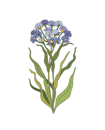 Verbena wild flower colorful vector botanical illustration. Colored outline drawing. Modern design for tattoo, wall art. Isolated on white background.のイラスト素材