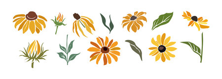 Set Black-eyed Susan flowers with leaves and buds colorful vector botanical illustrations isolated on white background. Rudbeckia flower design for tattoo, wall art, branding, packaging.のイラスト素材