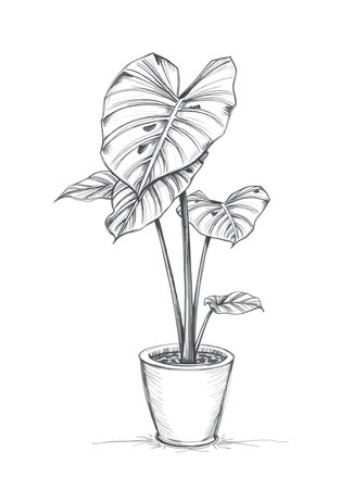 Pen sketch drawing of Monstera Deliciosa plantのイラスト素材