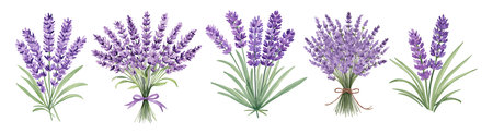 Purple Lavender flower set vector watercolor artのイラスト素材