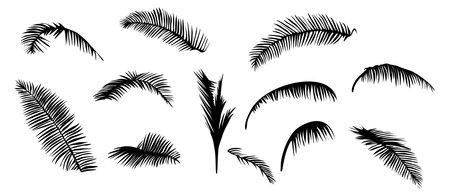 Set of black silhouettes of palm tree leavesのイラスト素材
