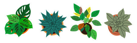 Potted plants set, above top view vector isolatedのイラスト素材