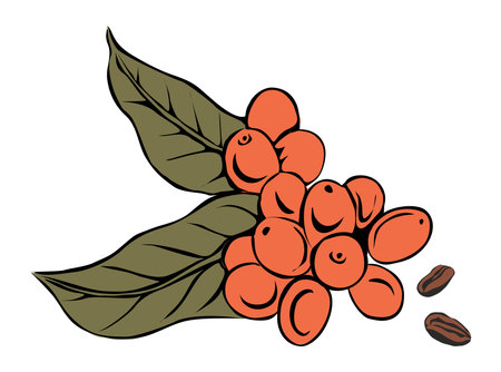 Coffee berries growing on branch vector isolatedのイラスト素材