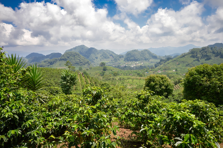 Coffee plantations in the highlands of western Honduras by the Santa Barbara National Parkの写真素材