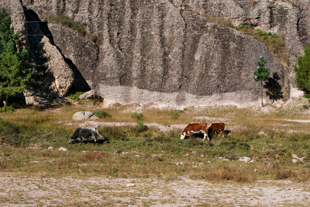 Cows grazing under old rock formations of Copper Canyons, Chihuahua, Mexicoの写真素材