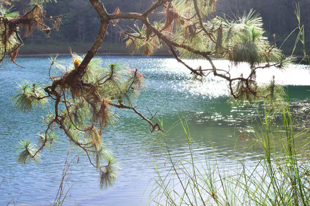 Pine trees and the lake landscape at the Lagunas de Montebello National Park Chiapas, Mexicoの写真素材