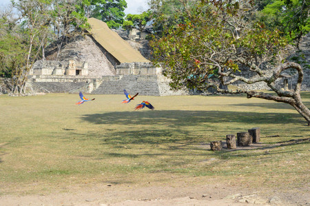 Macaw parrots seen flying over Great Plaza of Copan archaeological site of Maya civilization in Honduras. Central Americaの写真素材