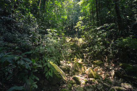 Sun beams lighting the rocky trail in the cloud forest of Santa Barbara National Park, Western...