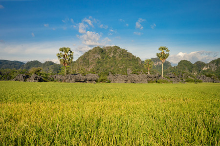 Beautiful stone forest knows as karsts set amid rice fields in Rammang-Rammang park near Makassar, South Sulawesi, Indonesiaの写真素材