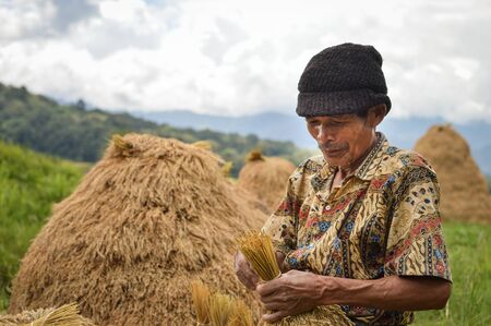 Sulawesi, Indonesia - July 8, 2018: Local farmer harvests rice in Tana Toraja highlands near...