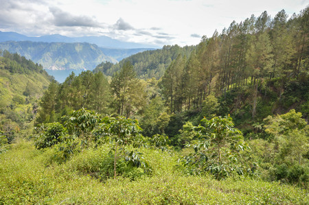 Beautiful panoramic landscapes of Lake Toba and coffee plantations in North Sumatra, Indonesiaの写真素材