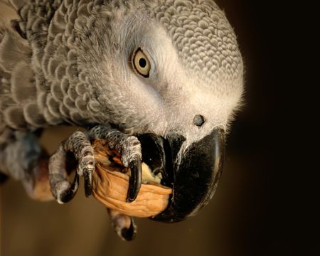 African grey Parrot eating a nutの写真素材