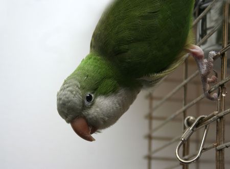 Quaker parrot on its cageの写真素材
