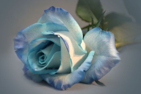 blue roseの写真素材
