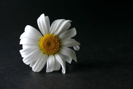 daisy on a dark backgroundの写真素材