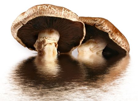 eatable mushroom, isolated on white backgroundの写真素材