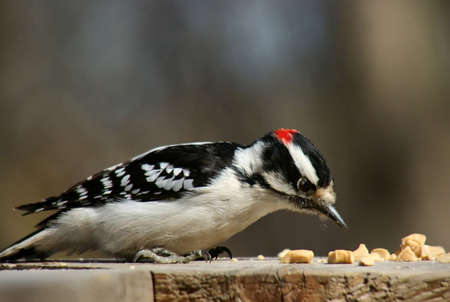 Downy woodpecker standing on a plank of woodの写真素材