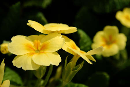 background of yellow primula flowersの写真素材