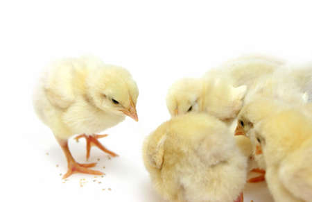 some little yellow chicks isolated on whiteの写真素材