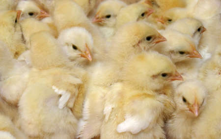 bunchof cute little yellow chicks