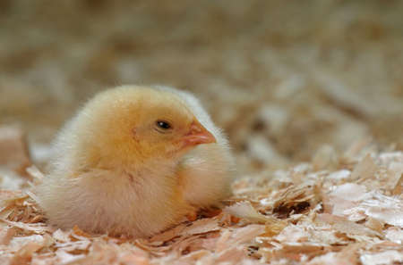 little asleep yellow chicksの写真素材