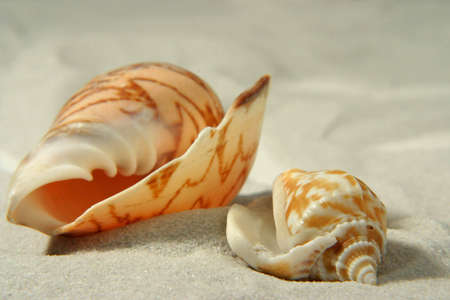 seashells on sand