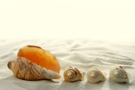 seashells on sand