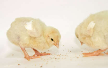 two cute little yellow chicks