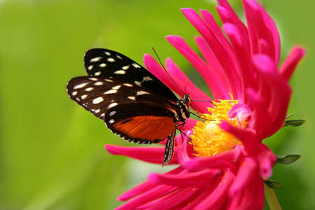 nice butterfly on a fushia flower
