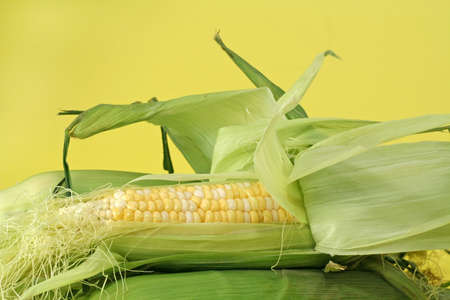fresh corncobs on yellow background