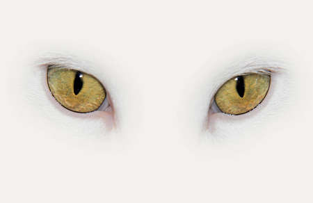 closeup on eyes of a white catの写真素材
