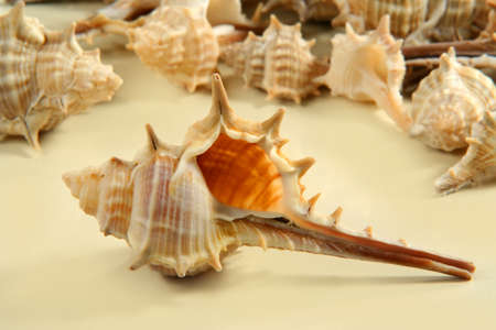 seashells with beige background