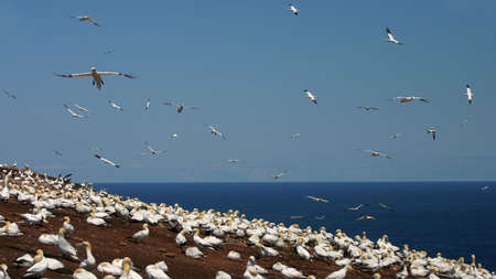 Northern Gannet on sea shoreの写真素材