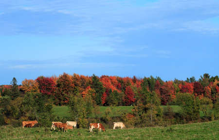 autumn landscape with bovien animalsの写真素材