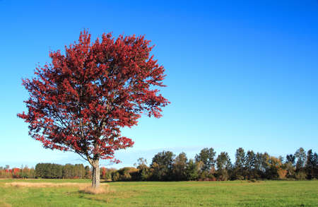 autumn tree with dark red leavesの写真素材
