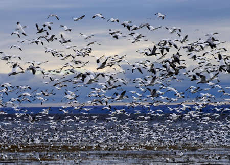 flock of white geese on border of river