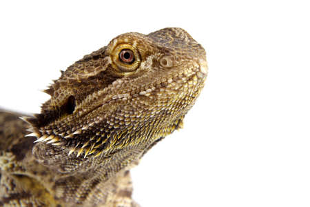 closeup on a cute pogona vitticeps lizardの写真素材