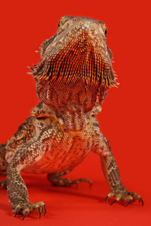 closeup on a cute pogona vitticeps lizardの写真素材