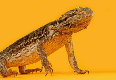 pogona vitticeps lizard の写真素材