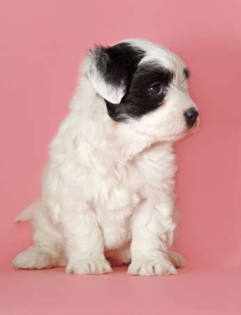 cute black and white puppy on pink background