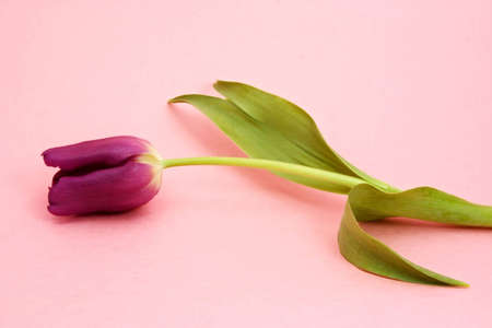 purple tulip over pink backgroundの写真素材