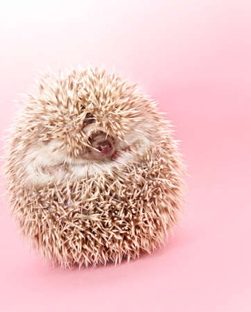 cute shy little hedgehog hiding, pink backgroundの写真素材